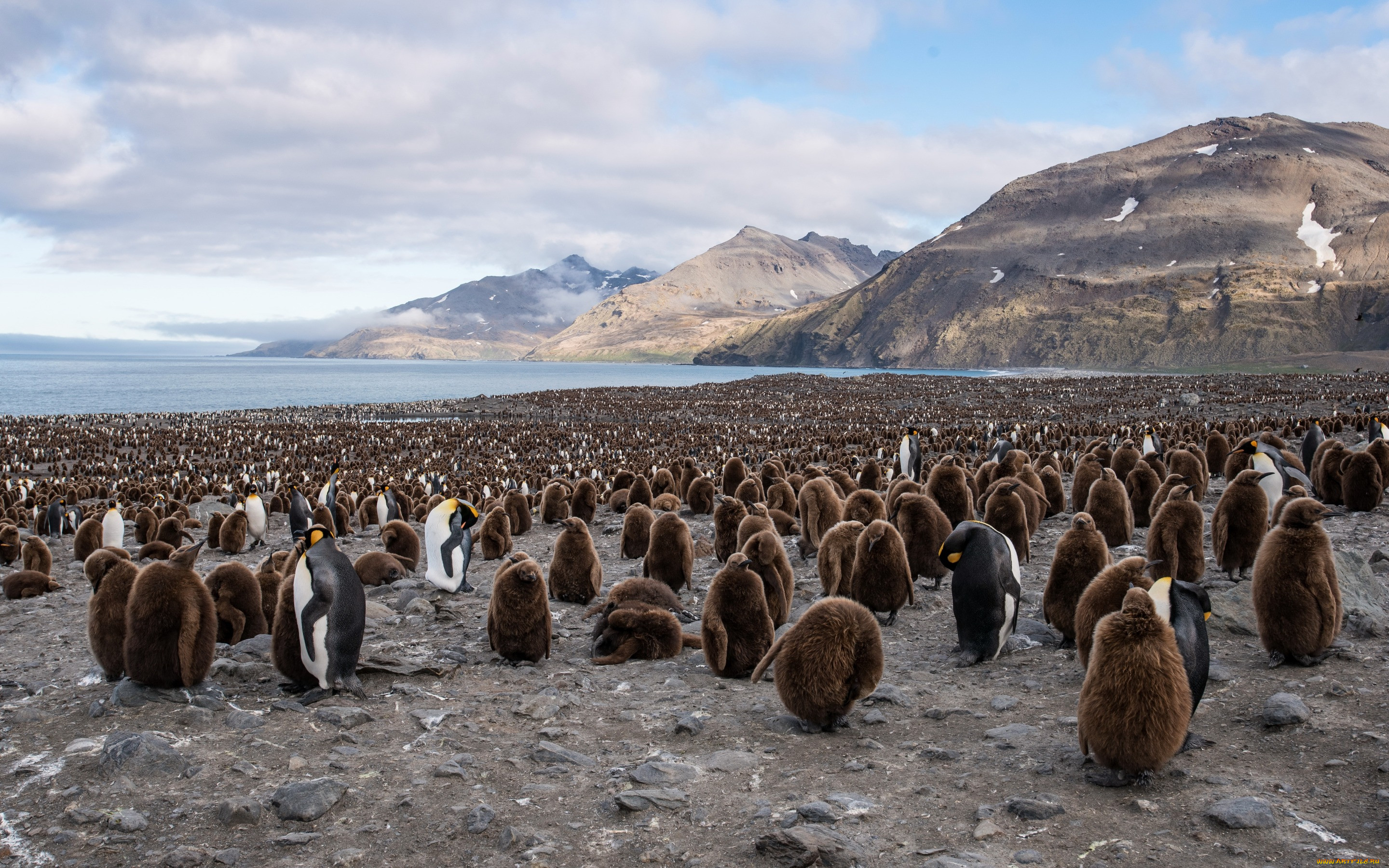, , king, penguin, south, georgia, saint, andrews, bay